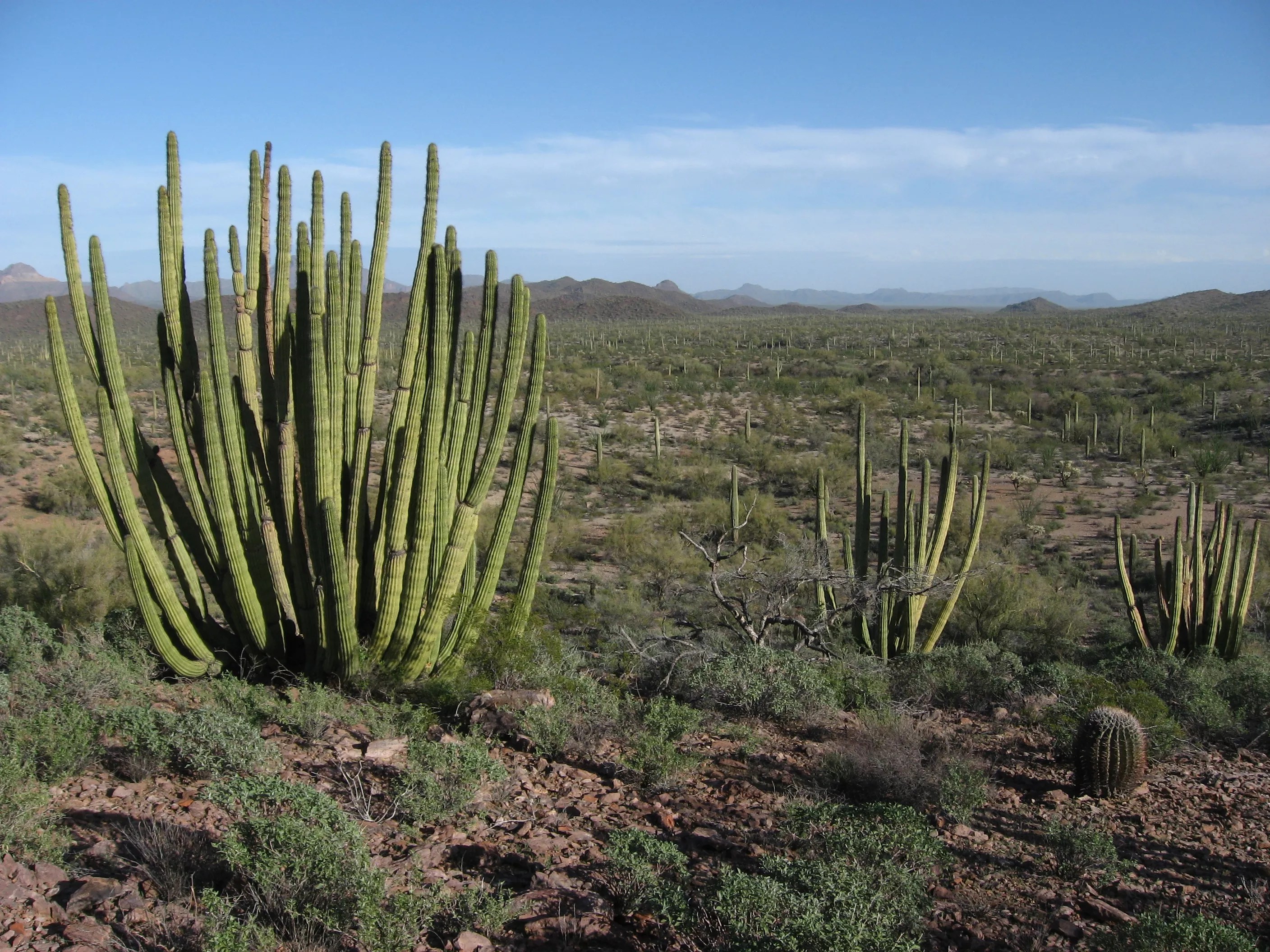 Cactuses in the desert.