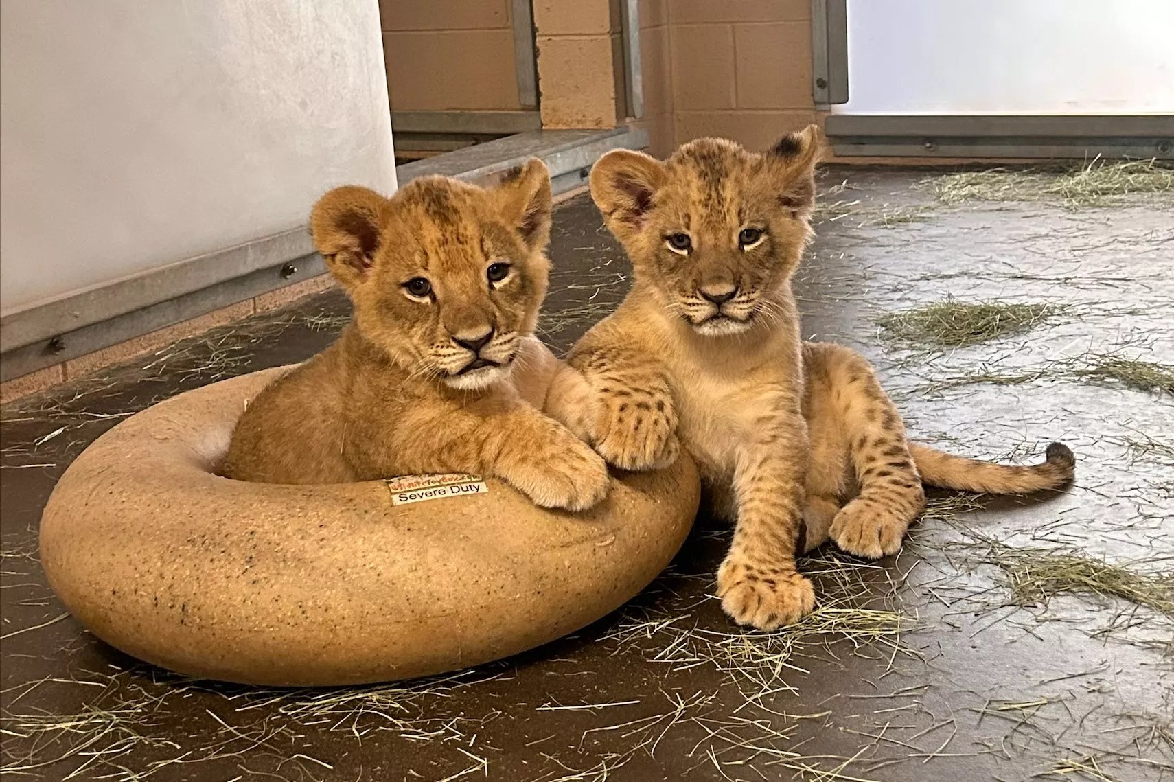 Two lion cubs.