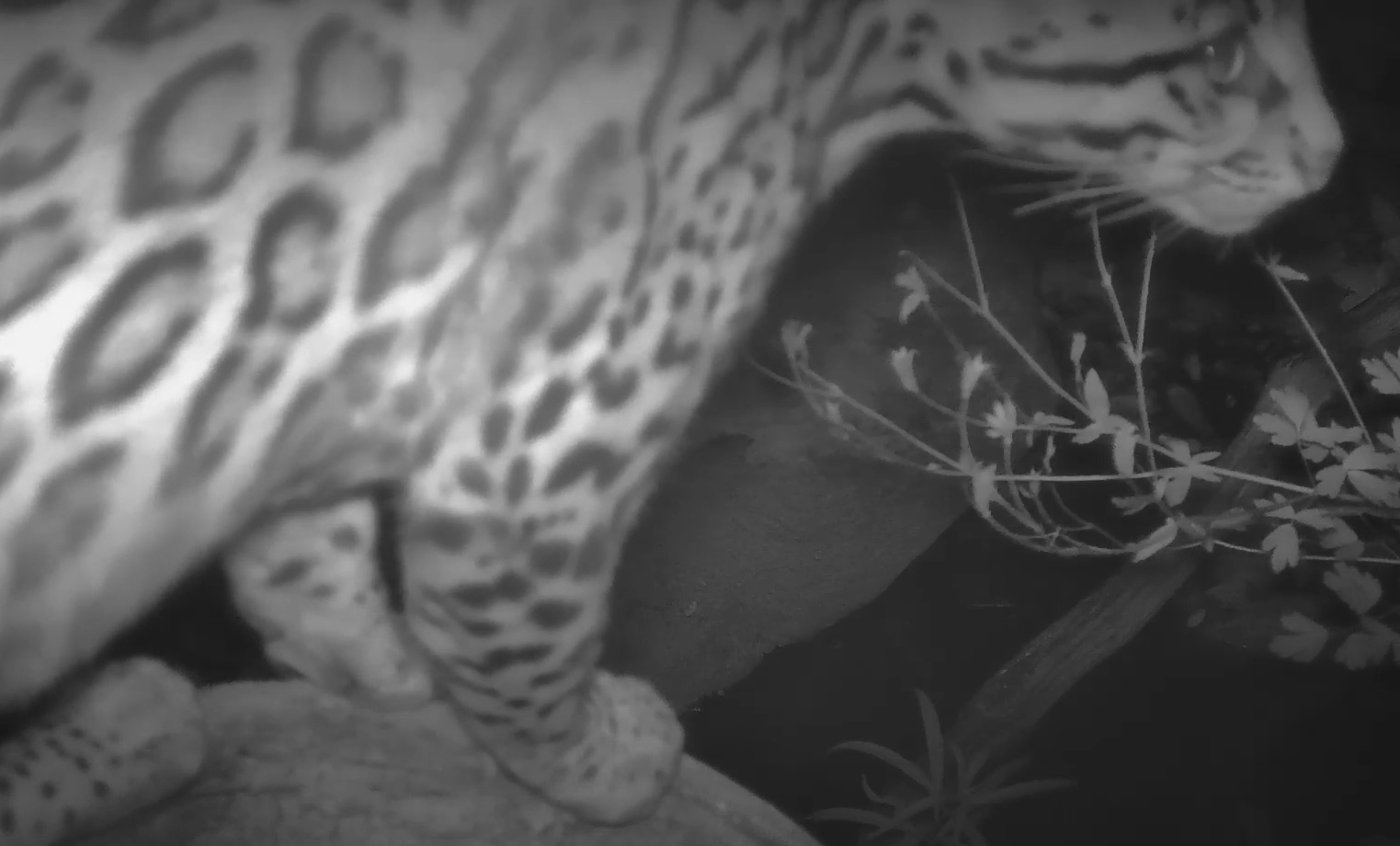 an ocelot on a black and white trail camera