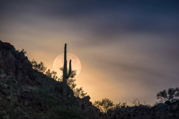 A full moon rises behind a cactus on the side of a mountain.