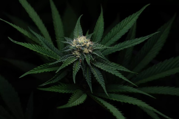 A close-up of a Zkittlez cannabis strain flowering.