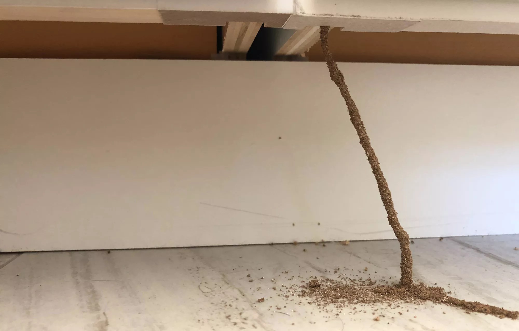 a termite tunnel going from a cabinet to the ground