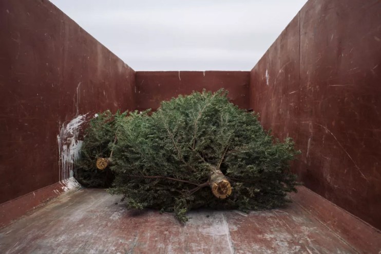 christmas trees in a metal bin