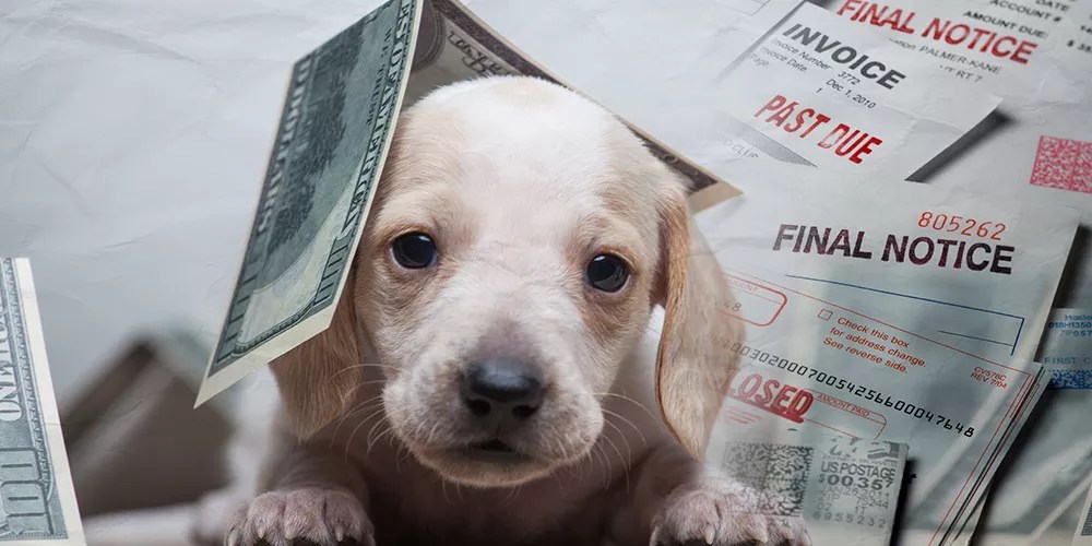 paper money falling over a sad puppy