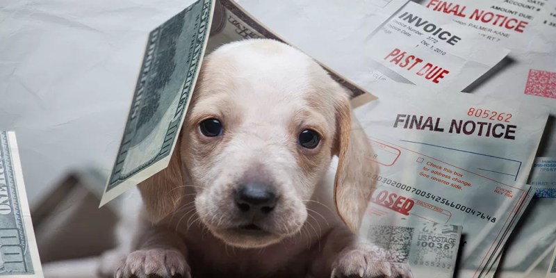 paper money falling over a sad puppy