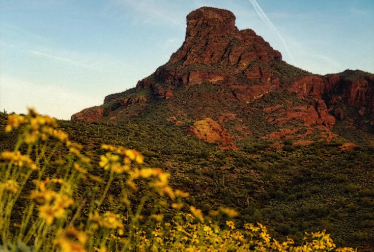 A mountain with wildflowers in the foreground.