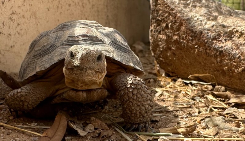 a desert tortoise