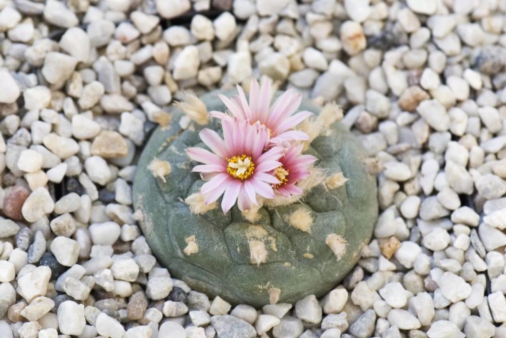 a peyote cactus with a flower on top