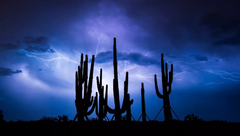 lightning striking behind the silhouettes of saguaro cacti