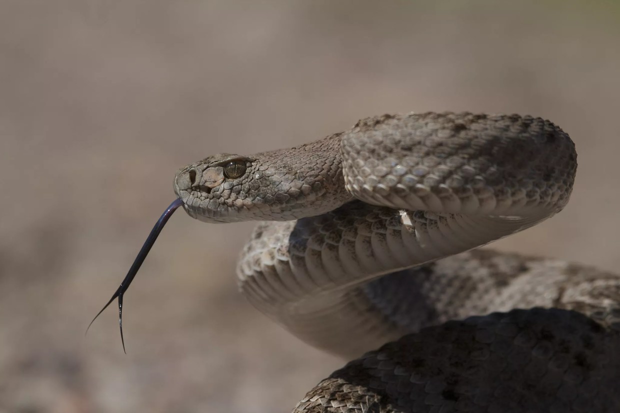 Arizona experts give tips on how to avoid rattlesnake bites