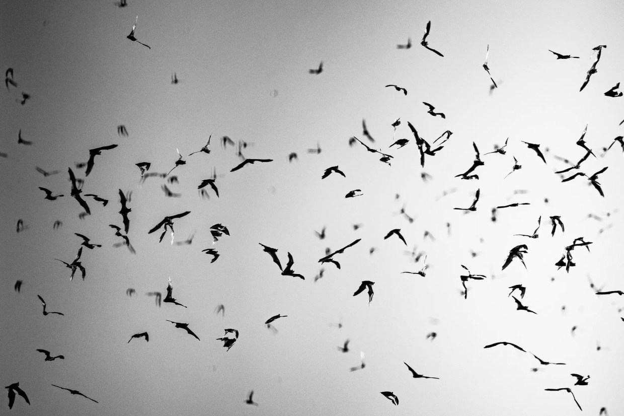 Everything to know about the Phoenix Bat Cave