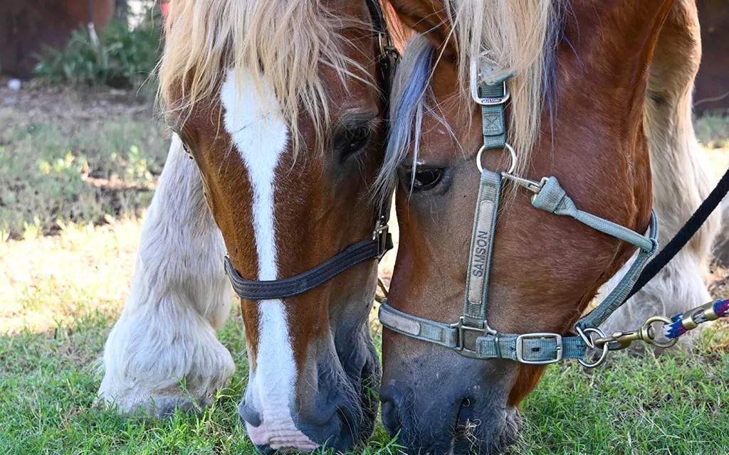 Hunkapi Farm therapy horses beat the heat, help riders heal and connect
