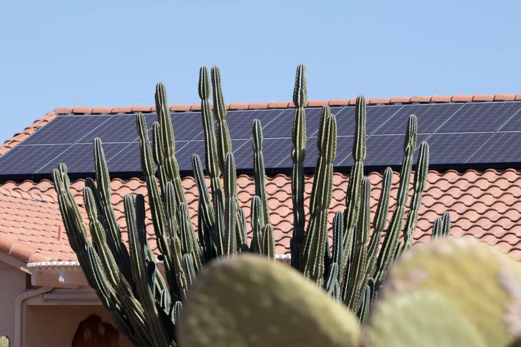 solar panels on a roof, partially obscured by a cactus