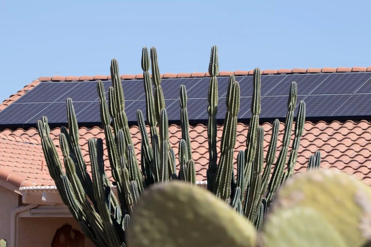 solar panels on a roof, partially obscured by a cactus