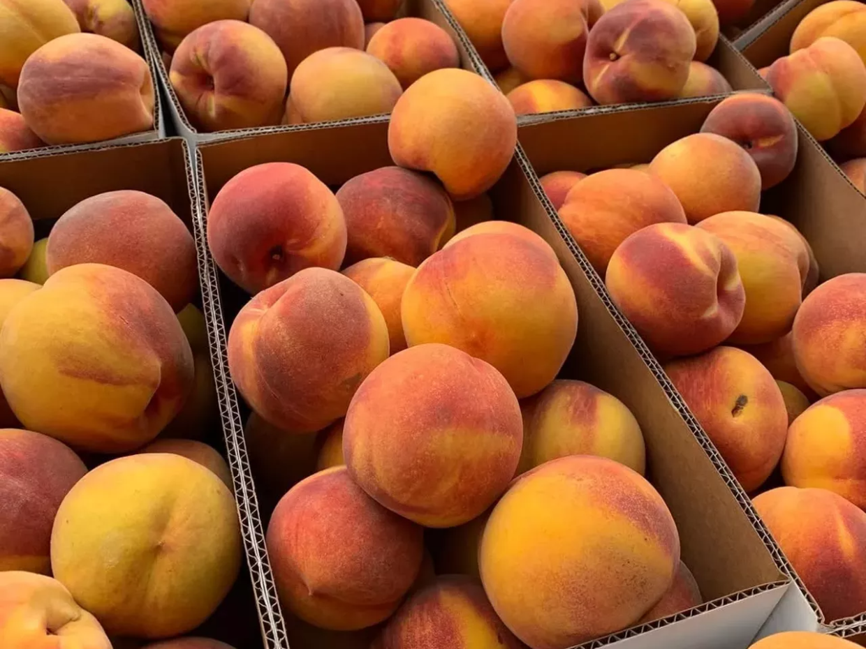 Annual Peach Market returns to Fountain Hills Saturdays this fall