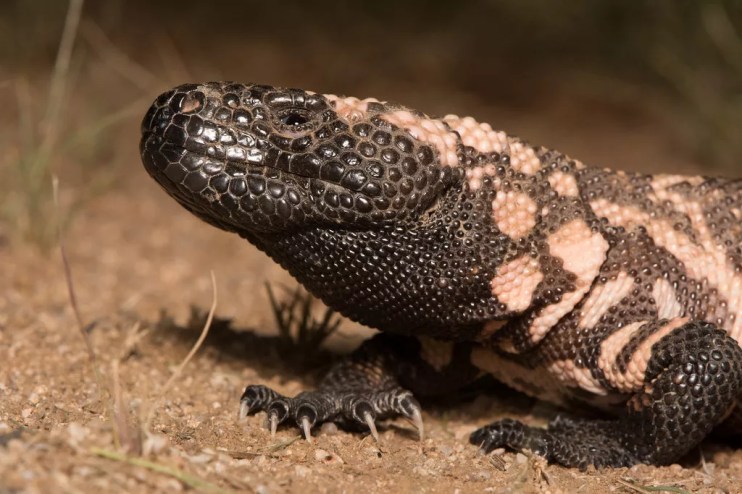 a gila monster